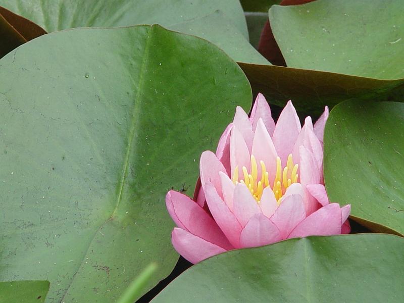 booroowhangary-nov09 035.jpg